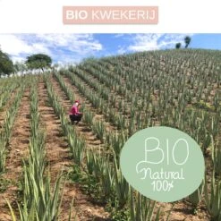 Dr. Green® 1x- Aloë Vera Blad - MAAK GEL IN 3 MINUTEN - 100% Puur - Biologisch -Verzorgingsproducten 1200x1200 111