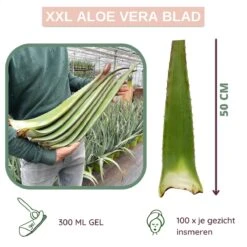 Dr. Green® 1x- Aloë Vera Blad - MAAK GEL IN 3 MINUTEN - 100% Puur - Biologisch -Verzorgingsproducten 1200x1200 112