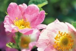 Weleda WILDE ROZEN VERWENNENDE BODY LOTION -Verzorgingsproducten 1200x804 1