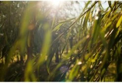 Weleda Wilg Zuiverende Gezichtscrème Light 9 Weleda Wilg Zuiverende Gezichtscrème Light -Verzorgingsproducten 1200x818 1