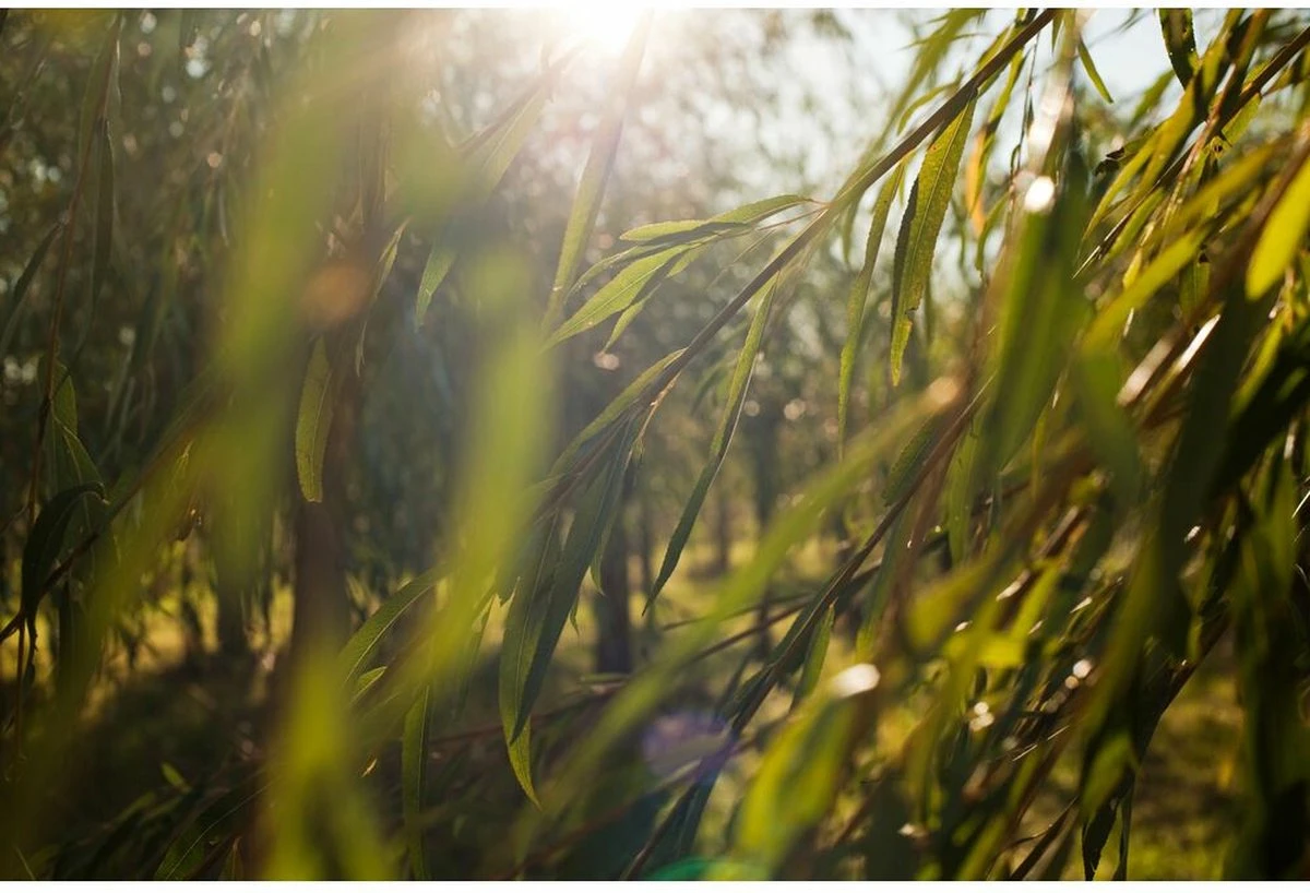 Weleda Wilg Zuiverende Gezichtscrème Light 5 Weleda Wilg Zuiverende Gezichtscrème Light - Afbeelding 5