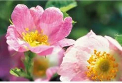 Weleda Wilde Rozen Harmoniserende Body Olie -Verzorgingsproducten 1200x822