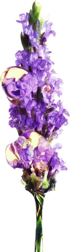 Garnier Bio Anti-age Oogcrème - 15 Ml - Alle Huidtypes - Revitaliserende Lavendel -Verzorgingsproducten 337x1200 1