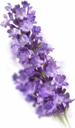 Kneipp Relaxing - Badschuim 7 Kneipp Relaxing - Badschuim -Verzorgingsproducten 703x1200