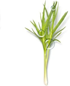 Garnier Bio Dagcrème - 50 Ml - Normale Tot Gemengde Huid - Verfrissend Citroengras 13 Garnier Bio Dagcrème - 50 Ml - Normale Tot Gemengde Huid - Verfrissend Citroengras -Verzorgingsproducten 985x1200